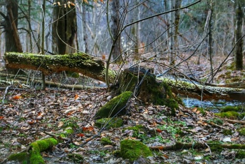 #canonphoto #canon_photos #t6i #tamronlens lens #photos #photography #photogram #moss #forest #prett