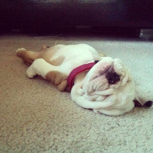 xoxothebeautyoflifexoxo:  How I’m currently feeling! I don’t even want to speak.