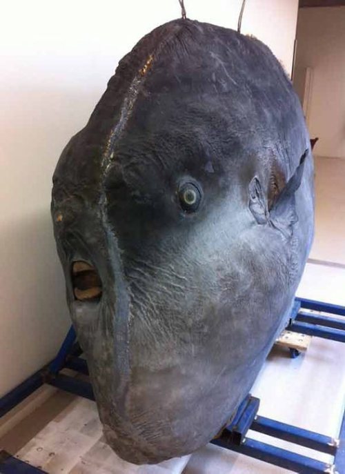 emmerichbot:  I GOOGLED OCEAN SUNFISH AND I WILL NEVER BE THE SAME AGAIN 
