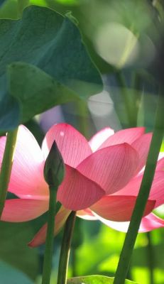 flowersgardenlove:  Lotus Beautiful 