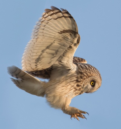 beautiful-wildlife:  Attack mode by Edward van Altena