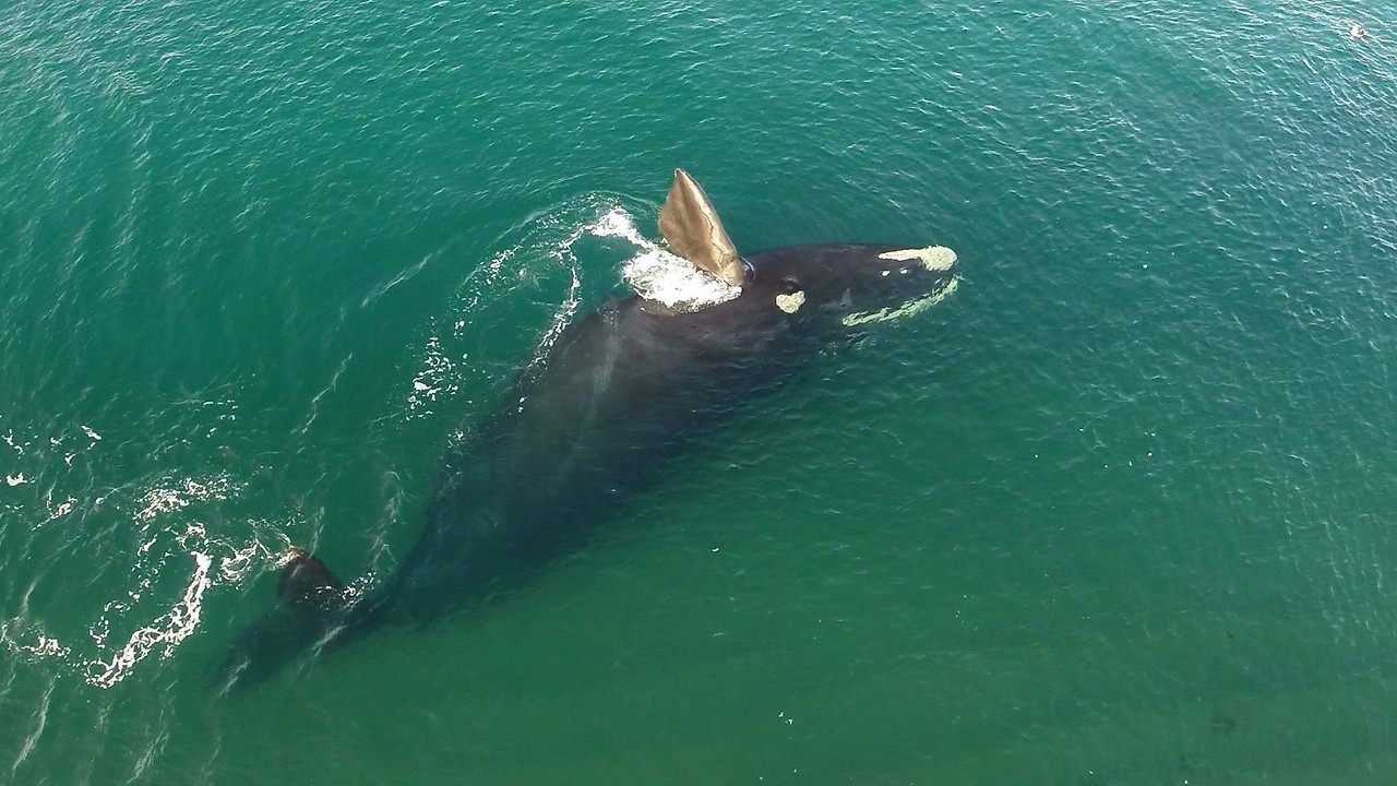 RECORD DE BALLENAS. Han procreado, jugado con sus crías y encantado a miles de turistas, pero el tiempo de volver a la Antártida se acerca para las ballenas francas australes que este año llegaron en número record. El Instituto de Conservación de...