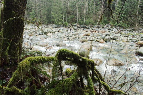 matchbox-mouse: Standing over the river.  On a hike in Lynn Canyon, British Columbia.