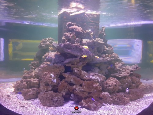 Blue Coral Aquarium KL Tower
