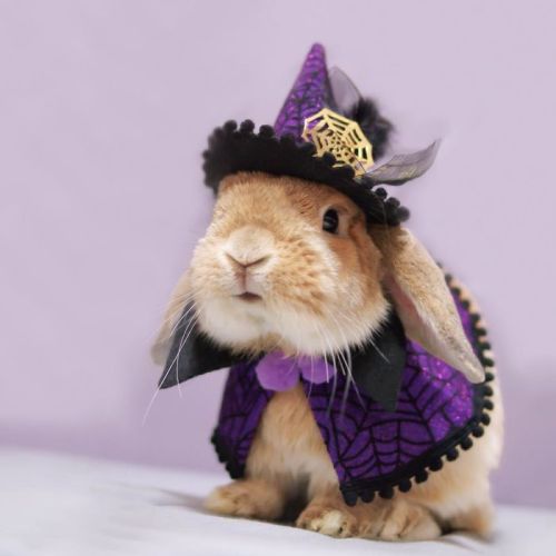 pr1nceshawn:  One day I hope to be as dapper as PuiPui, The World’s Most Stylish Bunny.