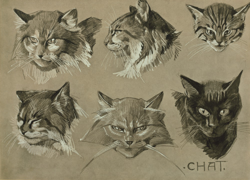 Chat = CatMathurin Méheut (French; 1882–1958)CollotypeIn: Études d'animaux (Animal Studies) (Paris: 