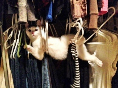 bumble-babe: evilhasnever: thecatdogblog: Cats in places they 104% shouldn’t be, from Buzzfeed