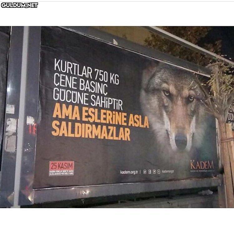 Hayvanlardan öğrenecek çok...