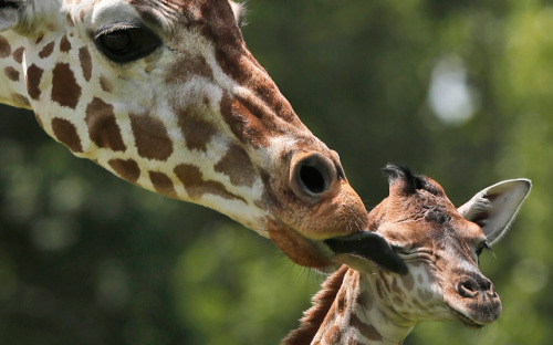 Picture: AP Photo/Sue Ogrocki (via Animal pictures of the week: 26 June 2015 - Telegraph)