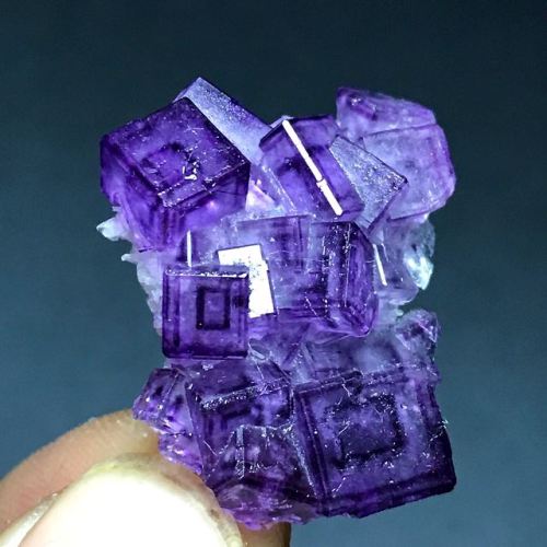 geologyin-blog: Newly Find - purple cube “phantom” fluorite &amp; blue fluorite Phot