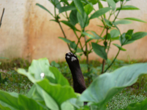 complicatedtriangulated:rendigo: Foot The beans are growing nicely this year.