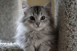 the-fluffington-post:  Source: http://cats.wikia.com/wiki/File:Gray_fluffy_cat.png