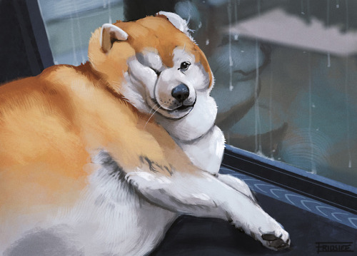 shiba inu chonky