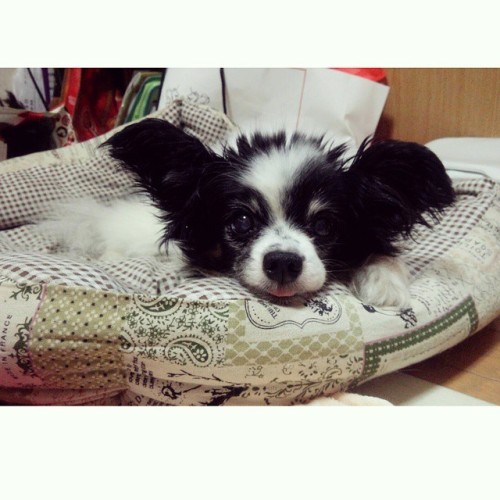 可愛い(((o(♡´▽`♡)o))) #papillon #dog #tagsforlikes @bestanimal #likeforlike #like4like #dogsofinstagram