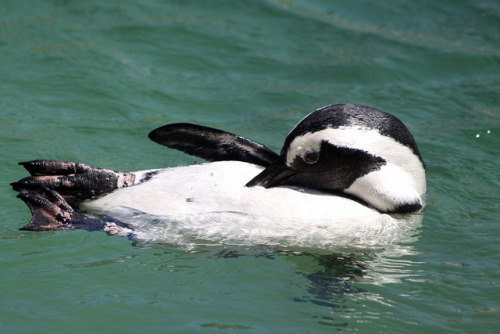Fun Fact: Penguins float because adorableness is less dense than water