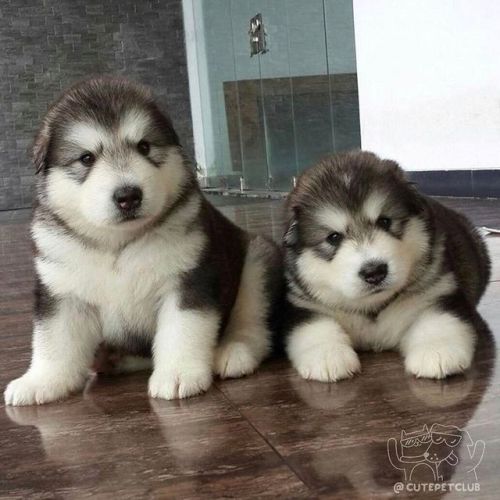 cutepetclub:  From @owl_themalamute: “What?? Its Monday 😳” #cutepetclub [source: http://ift.tt/2lfXZSh ]