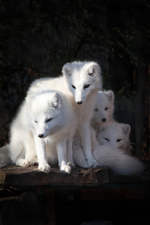 magicalnaturetour:  Photo by Cornell Gill 1957 
