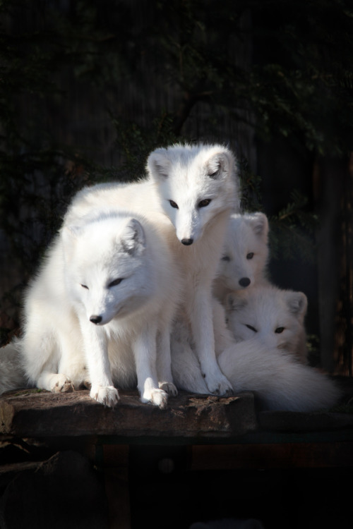 XXX magicalnaturetour:  Photo by Cornell Gill photo