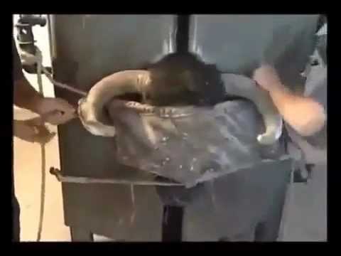 welcometothe1jungle:The cruelty before the bullfight:The Bull is not an aggressive animal, and the r