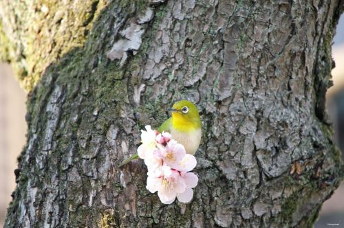 10 March 2022. Mejiro (Japanese white-eye) on a plum tree in Tokyo, Japan 