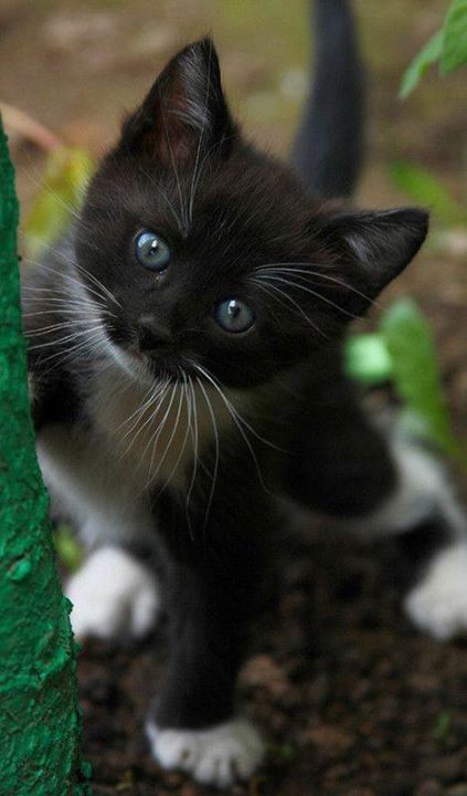 Kittens ฅ^•ﻌ•^ฅ