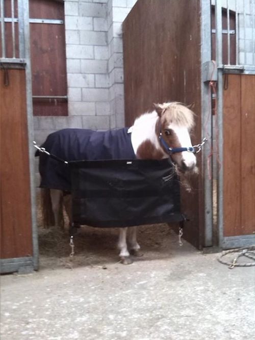 alohamaura:  She needs to be boxed during the day and was too small to see over the normal-sized hor