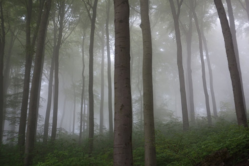 A misty morning in a German beech wood by brittajohansson on Flickr.