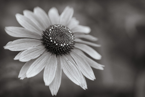 Cornflower in B&W