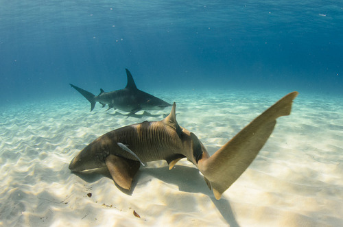 Nurse Shark Ginglymostoma cirratum by Jason Folt on Flickr.