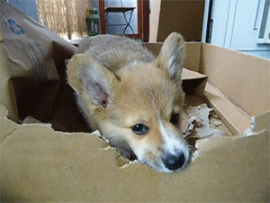 corgiaddict:  gandalf-the-corgi:  orbitcat:  Gandalf liebt Karton. Erstellt mit Photoshop