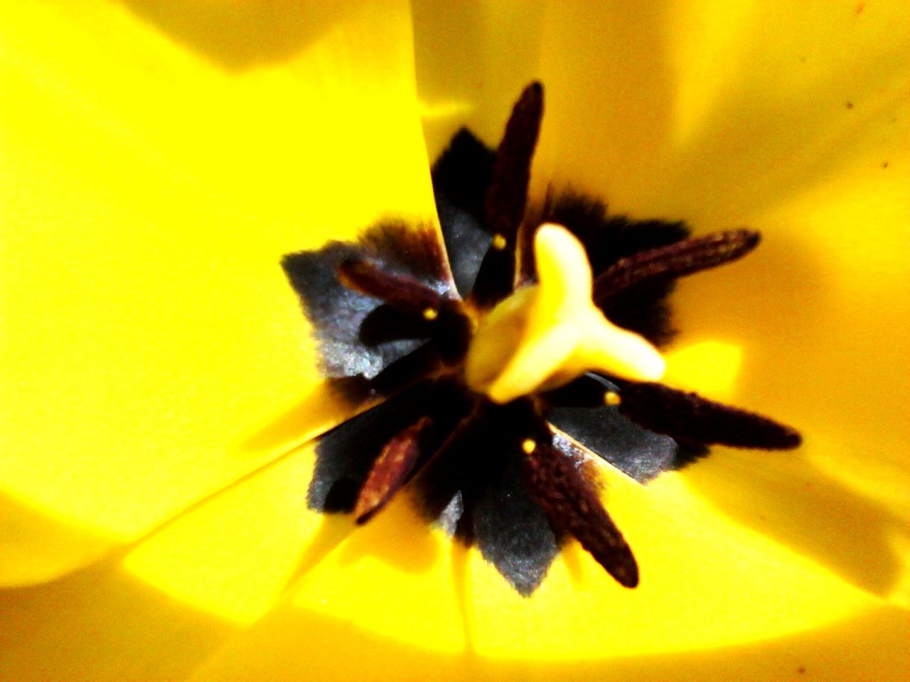 AH SPRING!  THANKS FOR THE RANDOM FLOWERS IN MY YARD!  LOVE YOU!  &lt;3 &lt;3