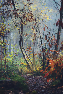 brutalgeneration:  Hazy fairytale (2) by Mathijs Delva on Flickr.