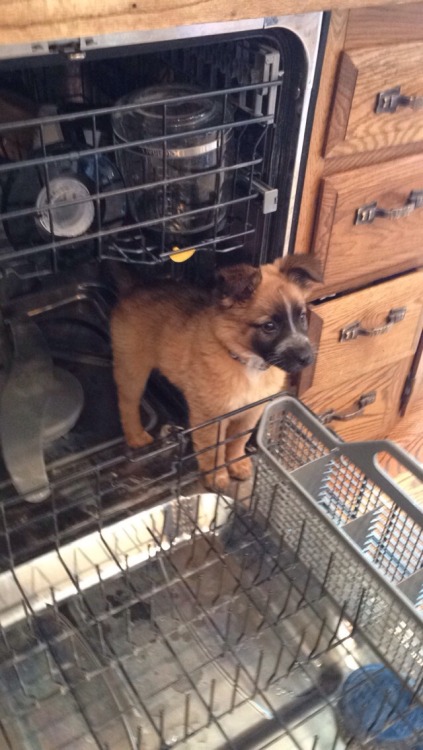 omegadaydreams:cuteness–overload:It’s my cake day so here’s a pick of my puppy in the dishwasher (ph
