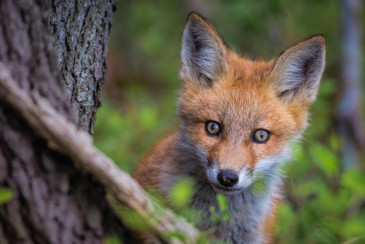 nubbsgalore:  here’s looking at you, kit. red foxes photographed by (click pic) matt