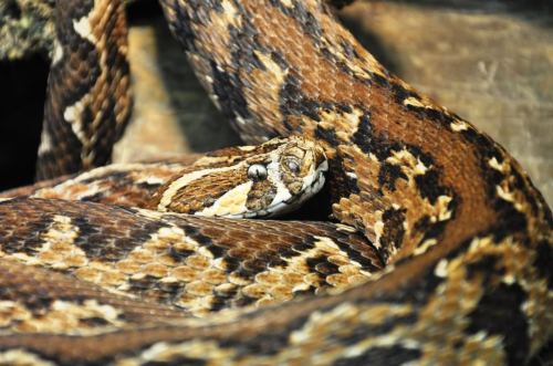 exotic-venom:(Vipera palestinae) Palestine viper