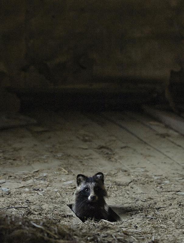 catsbeaversandducks:Abandoned House in the Woods Taken Over by Wild Animals Finnish