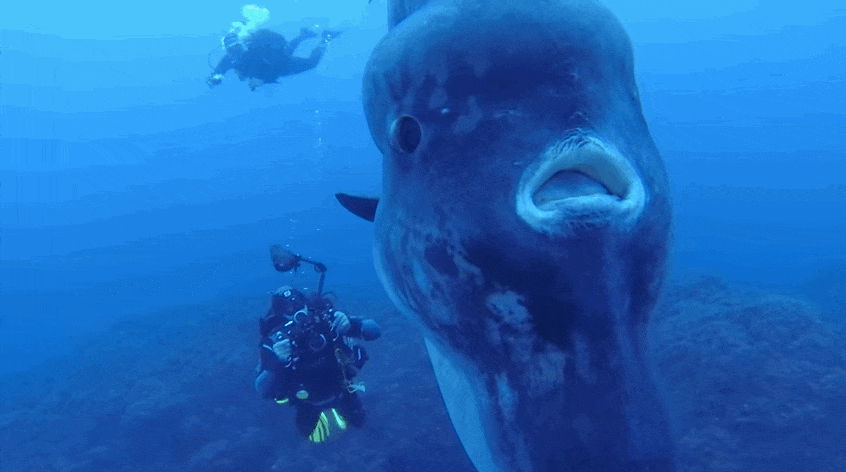 typhlonectes:Divers Stumble Upon The Biggest Fish They’ve Ever Seen (an Ocean Sunfish)by Anna Swartz