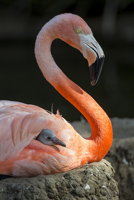 sdzoo:  It’s Flamingo Friday! Chicks are hatching as we speak.