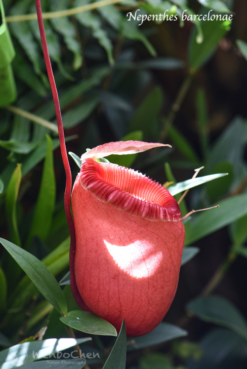 wenbochenphoto:Nepenthes barcelonae. This species was only discovered in 2014, in the Aurora Provinc