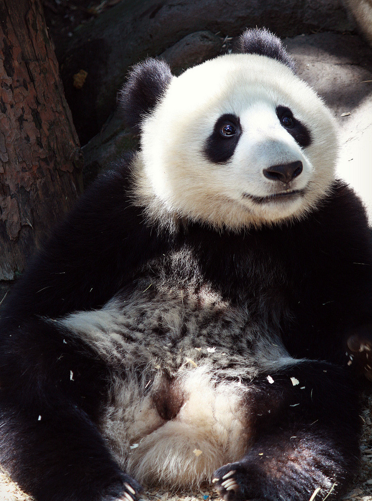 giantpandaphotos:  Xiao Liwu at the San Diego Zoo in California, US. © Kia Lynn.