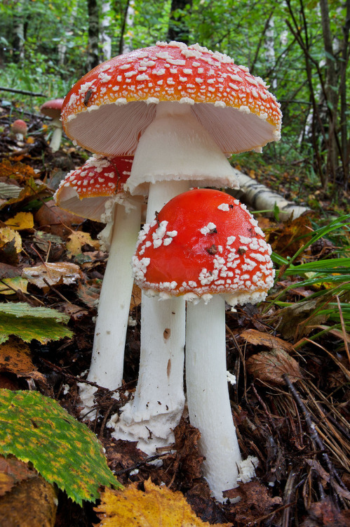 faerieforests: Amanita muscaria by Gabriele Motta