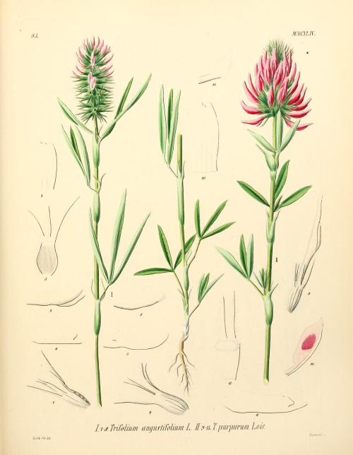 heaveninawildflower:  Trifolium (Clover). Illustrations taken from ‘Icones Florae Germanicae e
