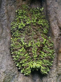 ronbeckdesigns:  theloderma corticale fernbank