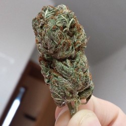 weedporndaily:  by xpeapawx http://ift.tt/1nE9dsO 
