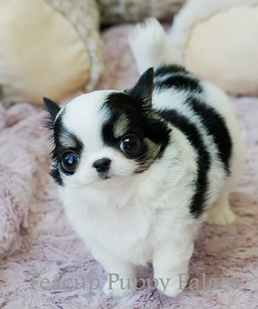 Teacup Puppy Palace