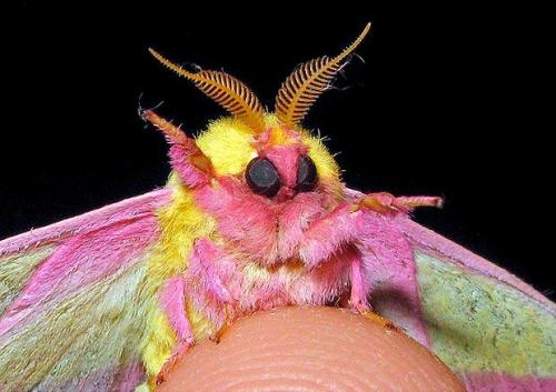 sitarmuffin:So I just learned about Dryocampa rubicunda, or the Rosy Maple Moth. Saw one of these as