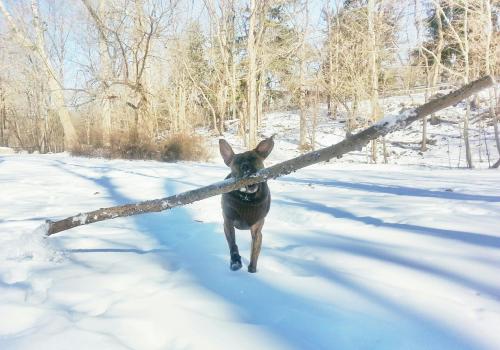 Porn awwww-cute:  This wasn’t the stick we threw photos