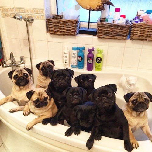 hamiltonpug:  Dry off! #pugchat is coming up on Twitter at 7 pm EST! (Photo by @bubblebeccapugs)