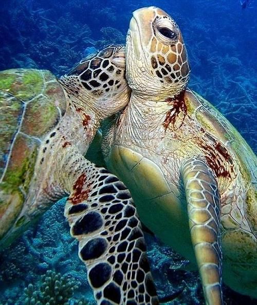 thelordismylightandmysalvation:  Turtle Hug!!