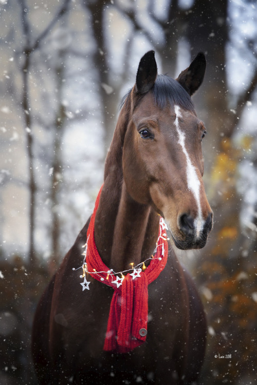 lainphotography: Christmas Horsies